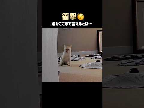 まさか…猫がここまで言えるとは！