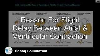 Reason For Slight Delay Between Atrial & Ventricular Contraction