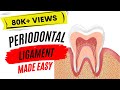 Periodontal Ligament Functions and Fibers