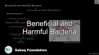 Beneficial Bacteria, Harmful Bacteria