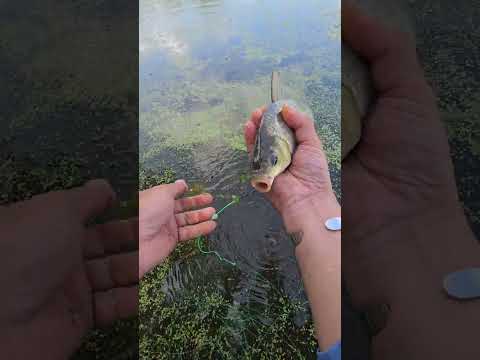 Pesca con botella