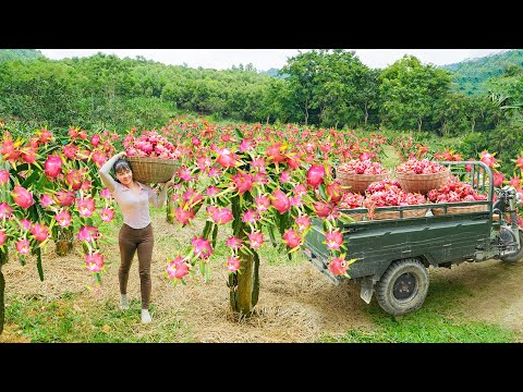 Use Tricycle To Harvest Lots Of Dragon Fruit Go To Sell At Village Market / Phương Free Bushcraft