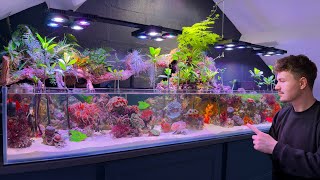 6 Months Ago I Set Up a Saltwater Paludarium, How is it Doing Now?