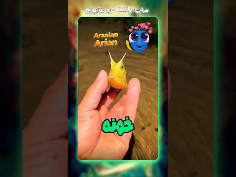 ماهی آب‌پاش 🐟🫧