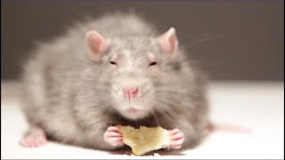 Qué Pasa con las Ratas | Mini Documental