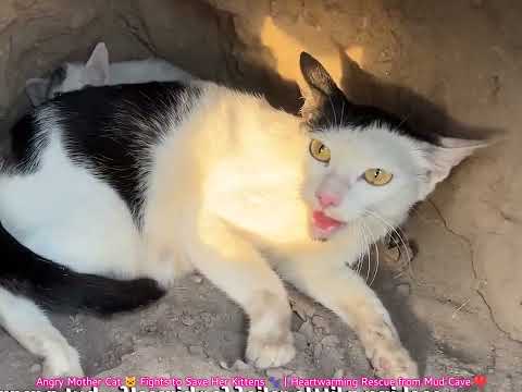 Angry Mother Cat 🐱 Fights to Save Her Kittens 🐾
