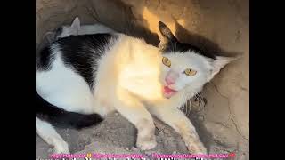 Angry Mother Cat 🐱 Fights to Save Her Kittens 🐾