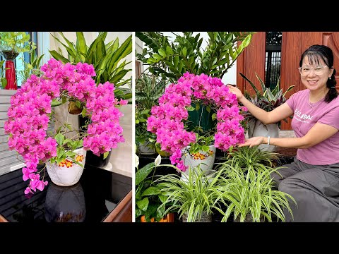 Simple care of Bougainvillea at home, creating beautiful landscape for living space