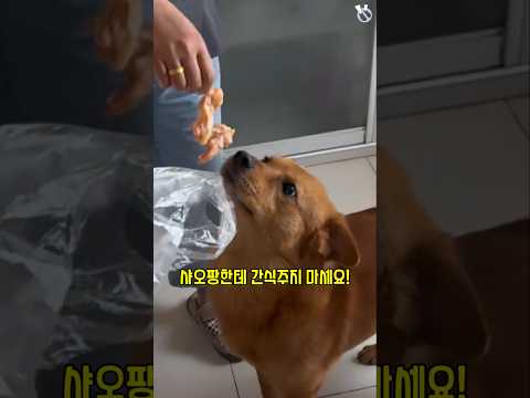 샤오팡...이건 좀. 억까란 억까는 다 당하는 억울한 개 샤오팡 22