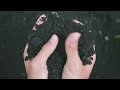 Nitrogen Cycle and Its Impact