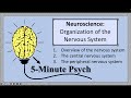 Nervous System Functions and Responses
