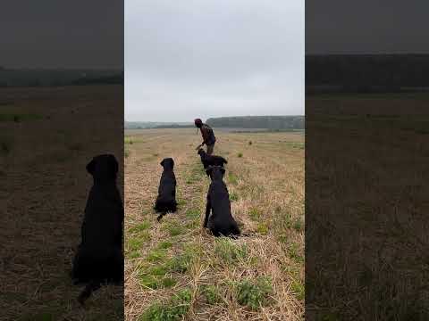 The boys .. #labradorretriever #gundogtraining #dogtraining