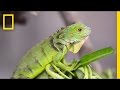 Green Iguanas in Puerto Rico: Challenges and Solutions