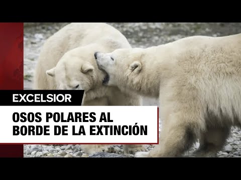 Población de osos polares del Ártico ha desaparecido; aumenta canibalismo