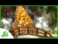 Butterfly Conservation and Habitat Bridges