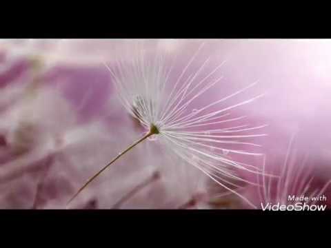 ياخالقنايارب لعبيدك انر الدرب?....من رواااىع العفاسي انشودة تبث السكينة والطمانينة في النفس ...??