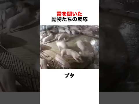 雷を聞いた動物たちの反応