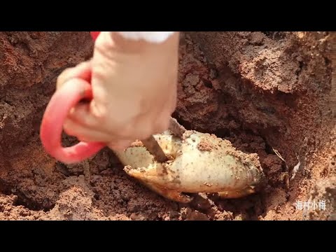 红树林的大青蟹没人挖，2斤一只算小的，妹子一人挖都挖不完，太过瘾了！全是巨无霸的老青蟹 #赶海  #传统美食