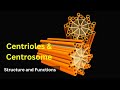 Centrioles: Structure and Function