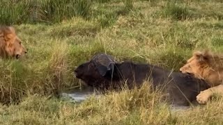 massive male lions attack adult buffalo stuck into waterhole video 