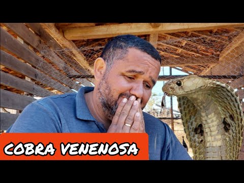 COBRA🐍JARACUÇU ATACA NOVAMENTE😱TREM TÁ É FEIO POR AQUI