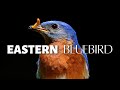 Eastern Bluebird Conservation and Behavior