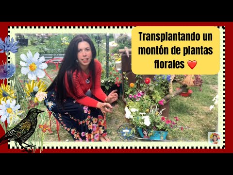 Transplantando todo tipo de plantas de sol, zinias, dalias, petunias, y flores perennes
