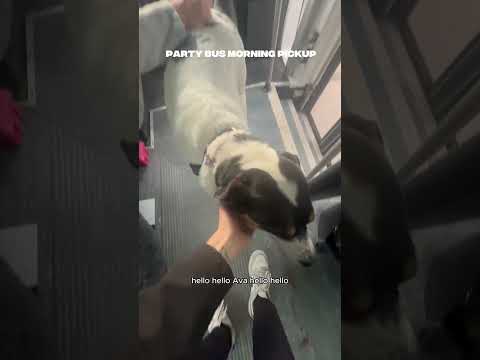 Party Bus Morning Pickup