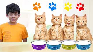 Jason Kehilangan Anak Kucing 🐱 Petualangan Lucu Bersama Kucing Imut!