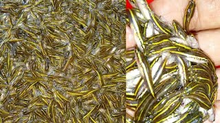 দেখুন টাকি মাছের পোনা কোথায় লুকিয়ে থাকে