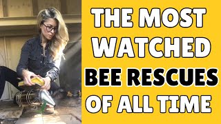 The Internet’s Most Watched Bee Removals