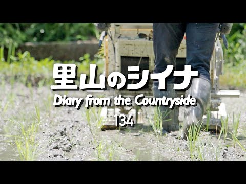 田舎暮らし 134：放棄された田んぼを再生して自給自足の田植え