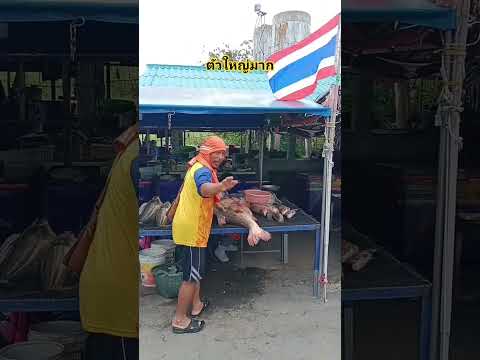 ปลาจีนใหญ่ #fishing #ตกปลา #ตกกุ้งแม่น้ำ #นั่งเรือตกปลา #หากินกับเขื่อนป่าสัก