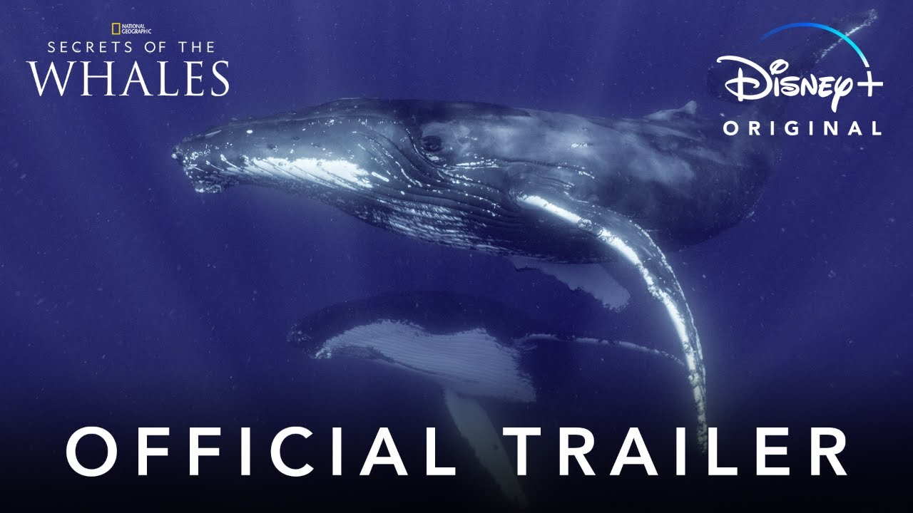 Secrets of the Whales Trailer thumbnail