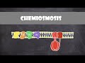 Exploring the Chemiosmosis Process and ATP Production