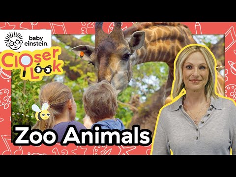 A Closer Look at Zoo Animals! | Baby Einstein | Learning Show for Toddlers | Education for Kids
