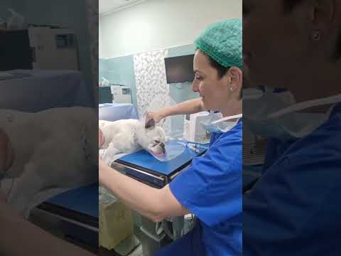 Bouledogue francese in anestesia: come lo sveglio? #veterinaria #veterinario #cane #anestesia