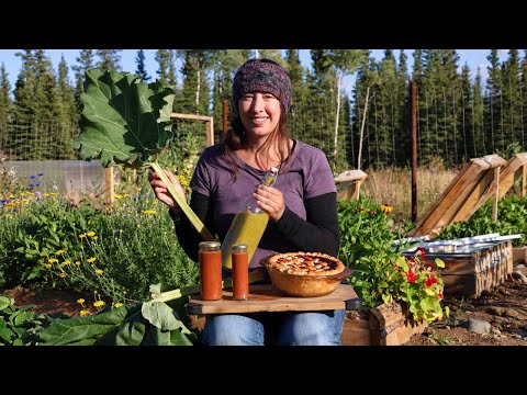 Late Summer Garden Harvest | Canning BBQ sauce, Pulling Onions & Rhubarb Berry Pie