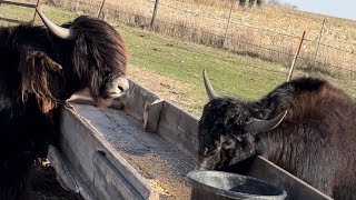 Iowa Yaks - Yearling Tibetan Yak Bulls 🐂