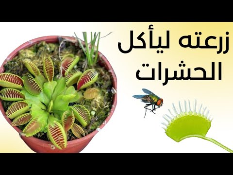 زرعت بذور أغرب نبات في العالم. خناق الذباب من البذرة للافتراس Venus flytrap مصيدة فينوس