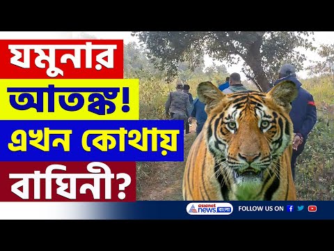 শীতের রাতে যমুনার আতঙ্ক! একের পর এক জঙ্গল দাপিয়ে বেড়াচ্ছে বাঘিনী | Bandwan Tiger News