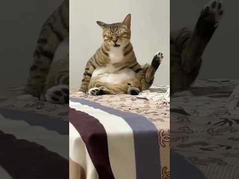 Cat is shocked #cat #funny #animals #cats #pets #catts #reels #аnimals #amazing