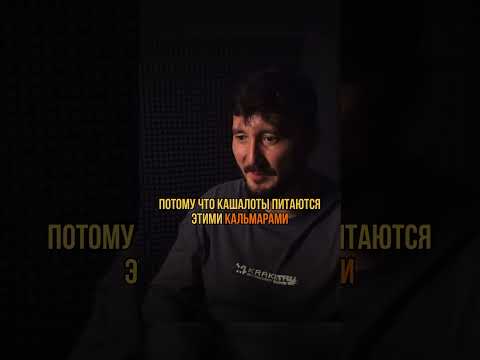 Огромный кальмар-монстр размером с дом #наука #океан #физика #биология #земля #вселенная