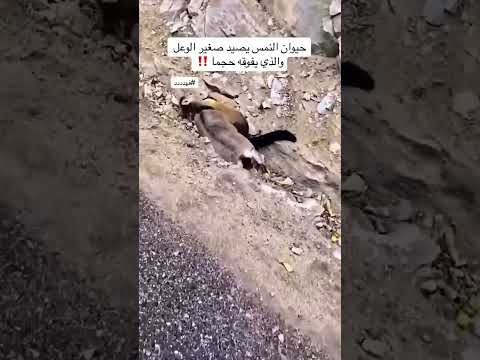 النمس شجاع  #explore #اكسبلور #للبيع #تيك_توك #foryou #ترند #goat #animals  #اكسبلورر