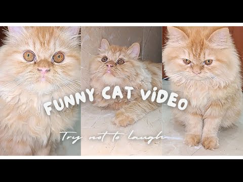 Funny cat video try not to laugh