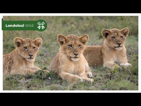 4K Wildlife Uninterrupted Magic | Ntsevu Lionesses and Playful Cubs at Sunset