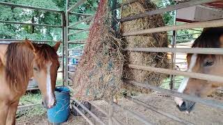 Caballos y potrancas en la Feria Ganadera de Santa Ana El Salvador 
