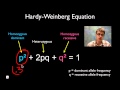 Hardy-Weinberg Equilibrium Concepts