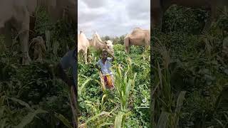 Ngamia ya Aden Duale inakula shamba ya Mkamba #duet