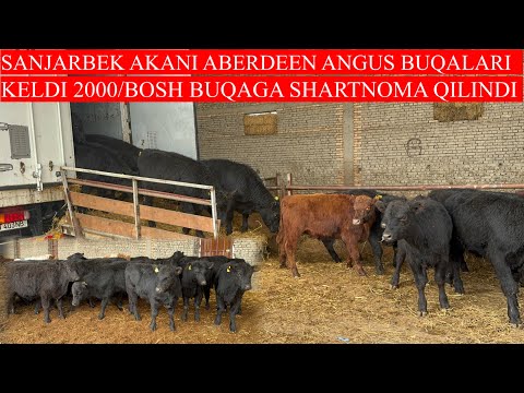 SANJARBEK AKADAN JUDA KOTTA YANGILIK 2000/BOSH BUQAGA SHARTNOMA QILINDI ABERDEEN ANGUS BUQALARI KELD